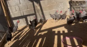 انتاج فرنسي درجه أوله