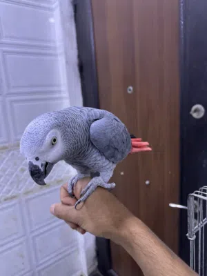 كاسكو افريقي سوبر جامبو اليف طينه