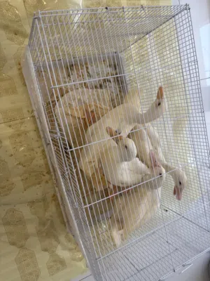 4 Ducks for sale