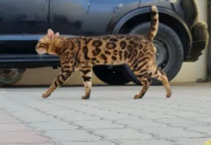 PURE BREED BENGAL FOR MATING