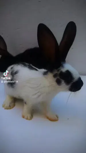 متوفر كوبيه بابيون عمر شهرين