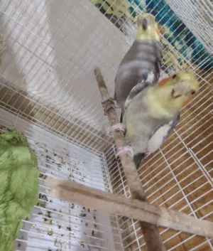 Two male cockatiels