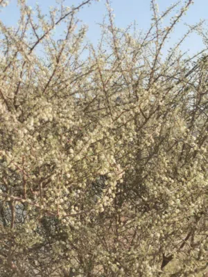 عسل ابحث عن ملكات عذارا