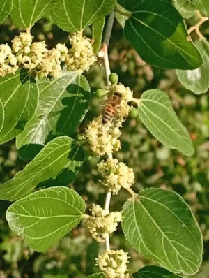 عسل بلدي عضوي من جبال الكرك