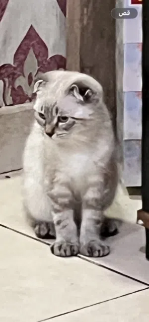اسكوتش اسكوتش فولد