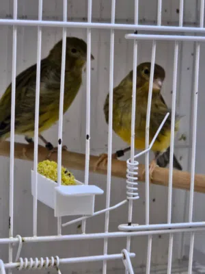 كناري أمريكان سونجر مخاليف