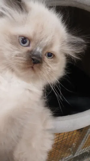 كيتن راغدور بيور شهرين للبيع بالرياض