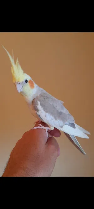 أنثى كوكتيل مروضه وبصحه جيده  أنثى واتيه للتزاوج