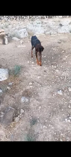 جوز سلقان صيادات