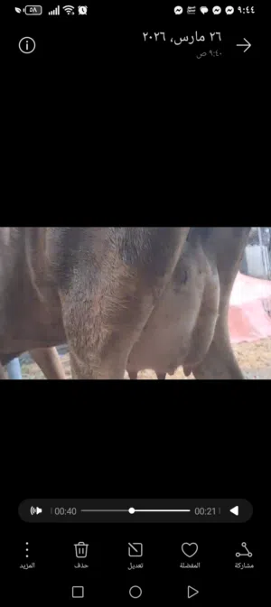 عجله جيرسي بكر مربيه عجله منذ أسبوع هديه تحلب بدون البنت اي حد يحلبها