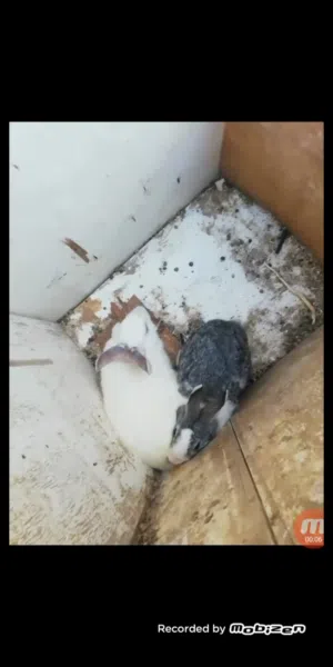 جوز ارانب للبيع شغالين