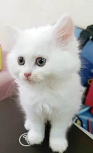 قط تركش انجورا بيور