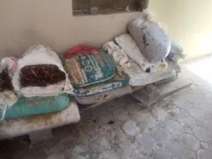 نفيعة موسم2025