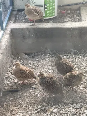 صفارد بكستانية للبيع فقط