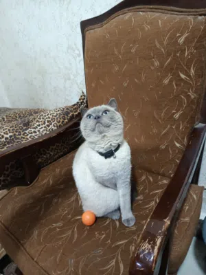 قط بريطاني هميلاين