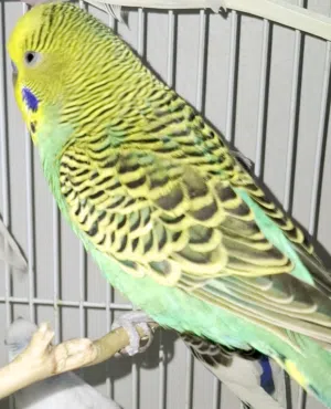 Beautiful, highly active organic diet fed budgies with bright colours for 95 SAR each