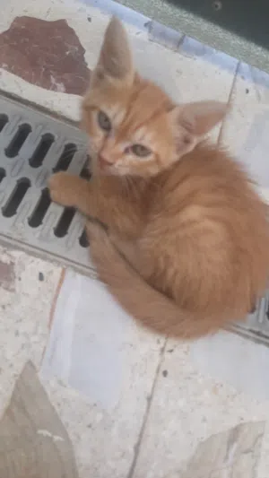 بزازين للتبني ( مجانيات )