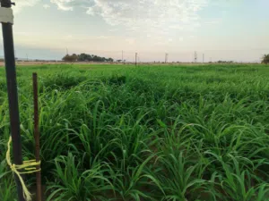 مزرعة للبيع