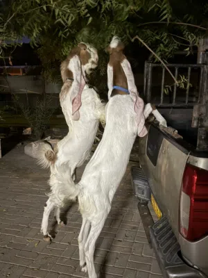 للبيع اغنام حجازية المصدرمن السعوديه