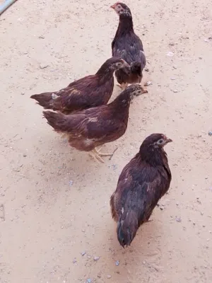 السلام عليكم  دجاج رود ايلاند الاصلي للبيع .