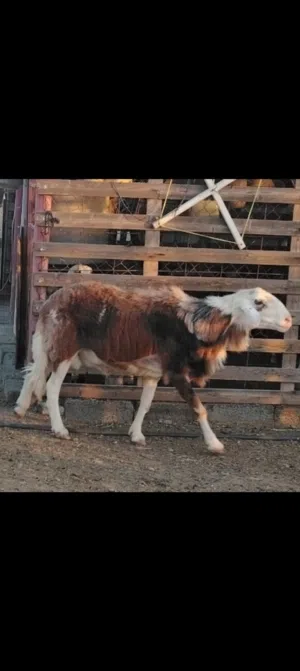 بيع الأغنام والمواشي العمانيه