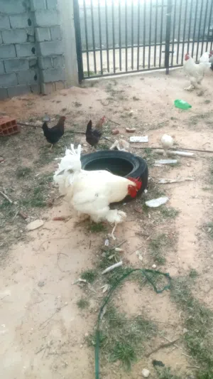 فروج براهما