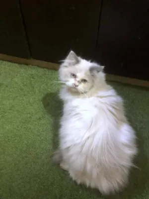 ذكر وانثتين شعر طويل بسعر مغري