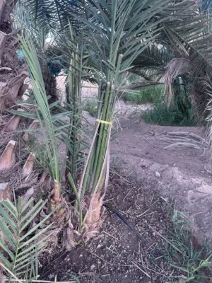 فسائل ( قش سيف) + خنيزي للبيع