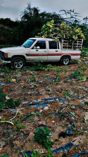 Used Toyota Hilux in Salt