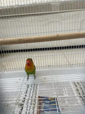 Fischer’s Lovebird طير حب فيتشر
