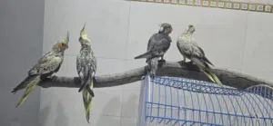 طيور كوكتيل اليفات