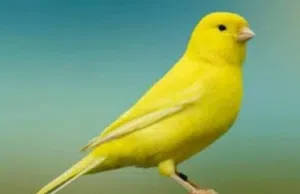 السلام عليكم اقرأ الوصف