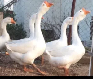 بيض وز افريقي للبيع