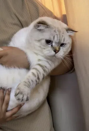 قط ذكر سكوتش فولد اصل لعوب واليف