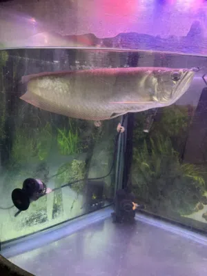 Silver Arowana