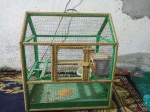قفص جديد يصير لكل طيور صارلي من ماخذه اسبوع خليت بي فناجس ونطيتهن وريد ابيعه