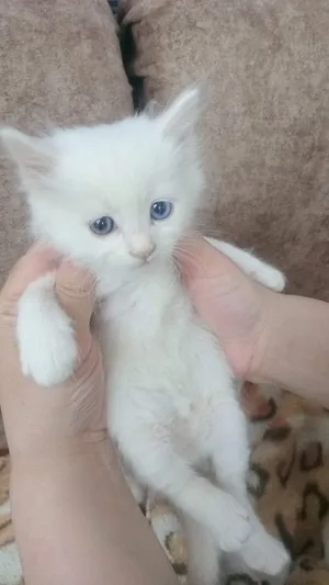 ‏هملايا‏3