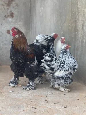 3 دجاجات وفروج براهنه عملاق ربي ايبارك