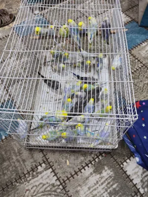 طيور حب ريمبو وبلاك الوصف