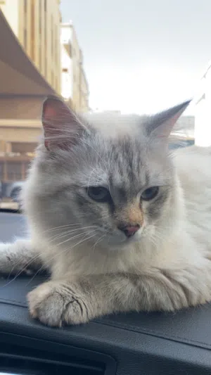 قط شيرازي سيامي