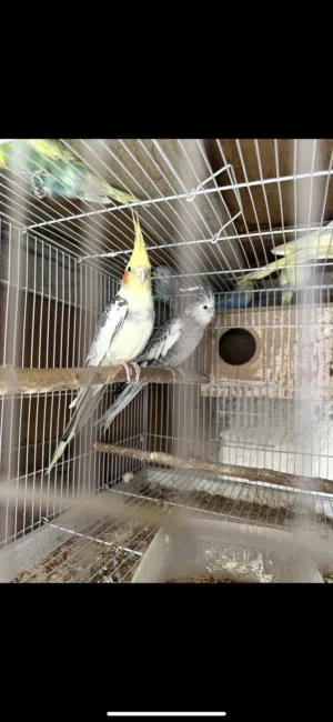 كوكتيل طائر الكروان