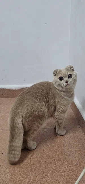 قط سكوتش دبل فولد