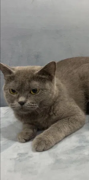 قطة للبيع هادئة و تحب اللعب غير مؤذية cash only