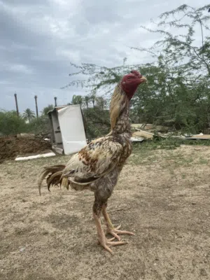 ديك باكستاني