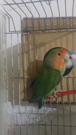 جوزين روز بجننو