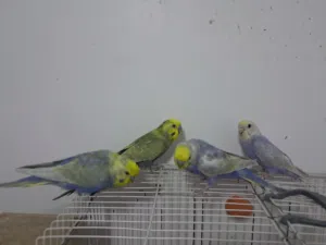 عدد 4 دكور بقلينو