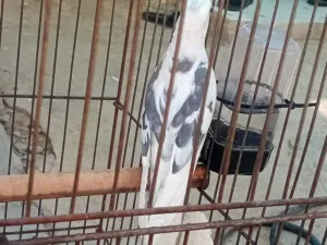 كوكتيل فحل البصره