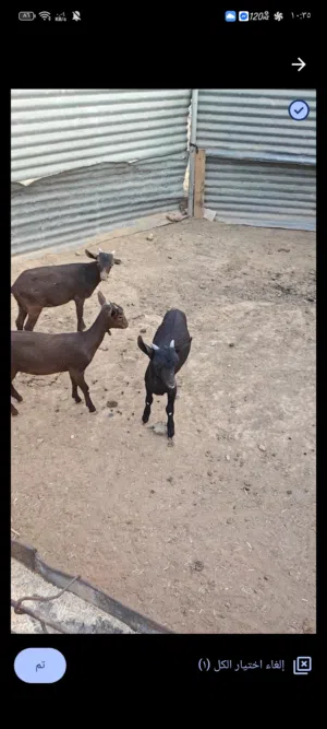 ماعز مارسيانو اسباني حلوب
