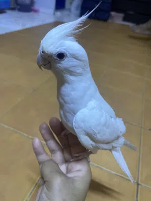 Eno male cocktail