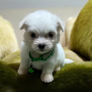 بنوته هافانيز Havanese ميني عندها 48 يوم